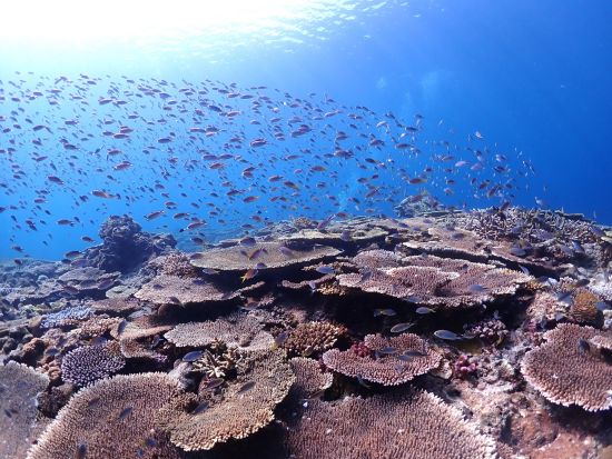 【Discover Scuba Diving】初めての体験ダイビングにオススメ◎事前学習でゆっくり丁寧にサポート！＜送迎付／沖縄本島＞