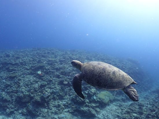 【Discover Scuba Diving】初めての体験ダイビングにオススメ◎事前学習でゆっくり丁寧にサポート！＜送迎付／沖縄本島＞