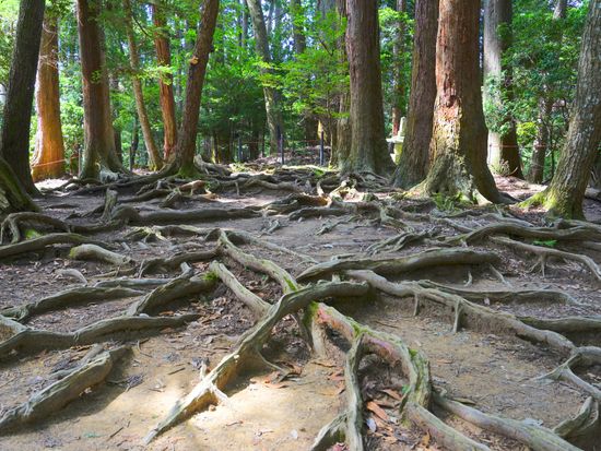 pixta_70093492_鞍馬寺　木の根道