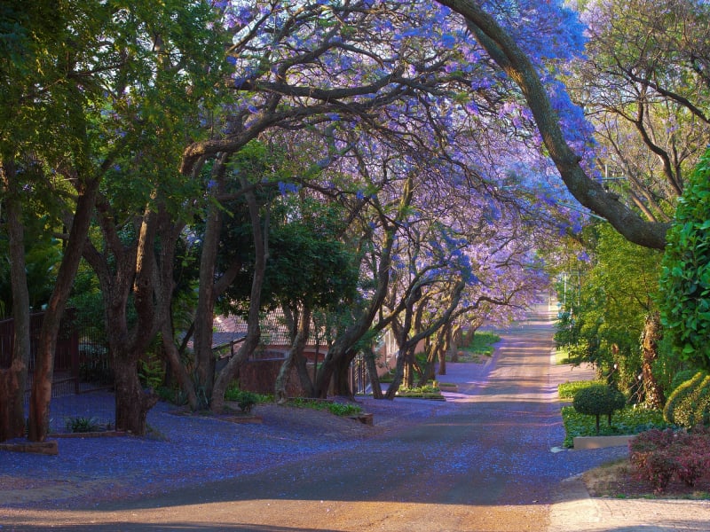 Pretoria_Jacaranda Lines Street