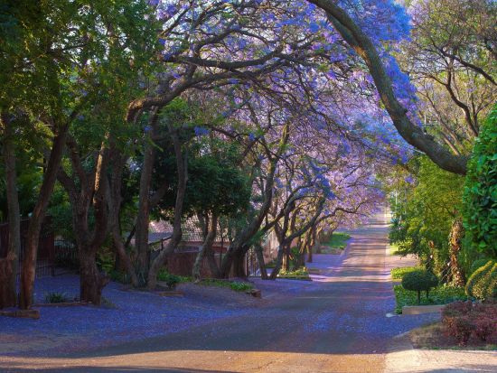 プレトリア半日観光ツアー　ポール・クルーガーの家＆フォールトレッカー記念碑入場観光　季節限定でジャカランダ鑑賞も！＜英語／ヨハネスブルグ発＞