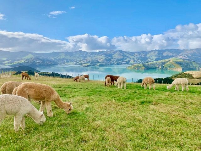 アカロア1日観光ツアー アルパカファーム＋アカロア・タウン＋