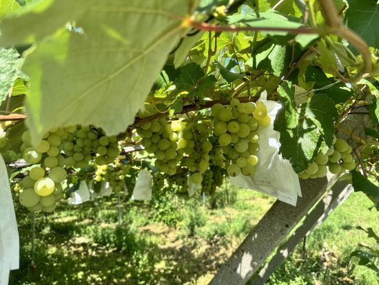 長野 桔梗ヶ原ワインバレー ワインエキスパート資格保持ガイドと行く！5軒のワイナリー＆景観を楽しむウォーキングツアー＜5月～11月／午後／試飲付／塩尻市＞