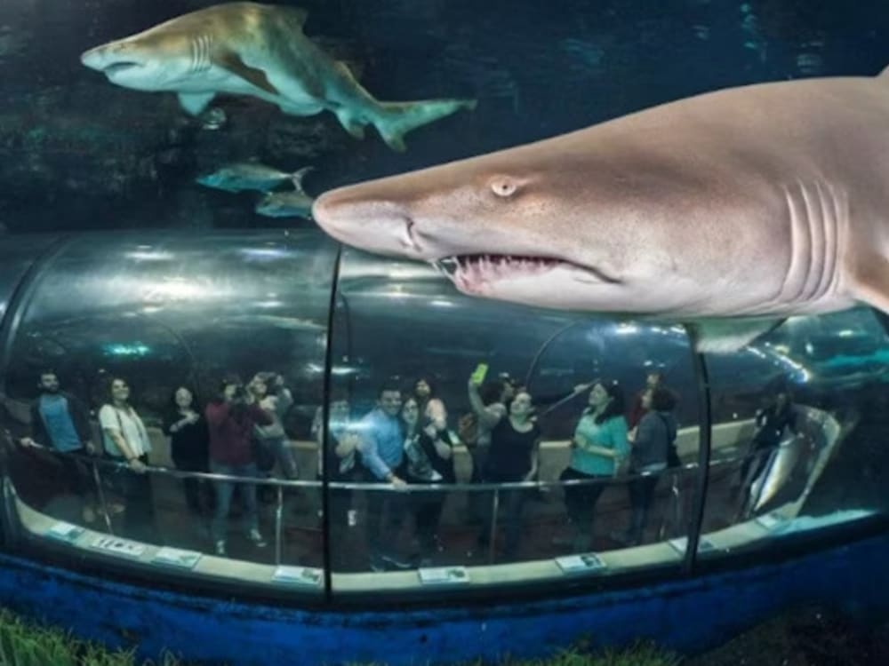 バルセロナ水族館 (3)