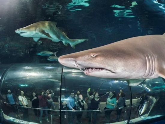 バルセロナ水族館 チケット予約・前売り券