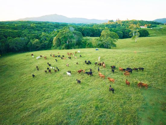 Kur-Cow_Cairns_NorthQLD_230520-6895