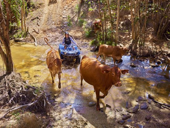 Kur-Cow_Cairns_NorthQLD_230520-6028