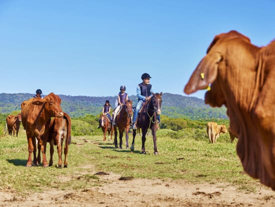 クア カウ バーンウェル ファーム（KUR-Cow BARNWELL FARM）乗馬体験＋ふれあい動物園　ATVなど選べるプラン！送迎の選択も可能＜ケアンズ＞