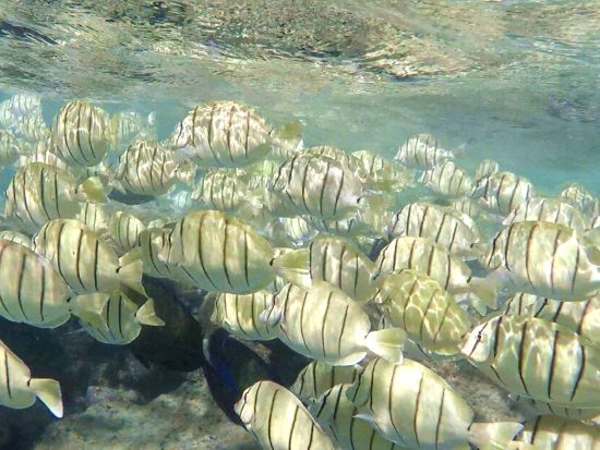 ハナウマ湾シュノーケリング　ハナウマ湾公認日本語ガイドがご案内　ウェットスーツ無料レンタル付き！お得な貸切プランあり＜午前・午後／日本語インストラクター＞