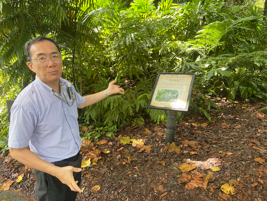 シンガポール植物園｜Singapore Botanic Garden3