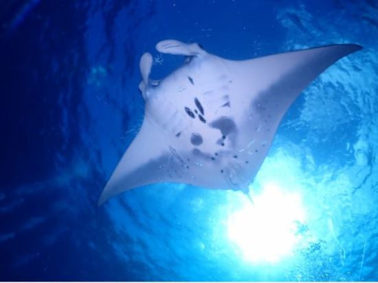 PADIアドバンスオープンウォーターライセンス取得講習 カードランクとダイビングスキルをＵＰさせてダイビングの幅を広げよう＜那覇市内送迎付き／2日間／那覇＞