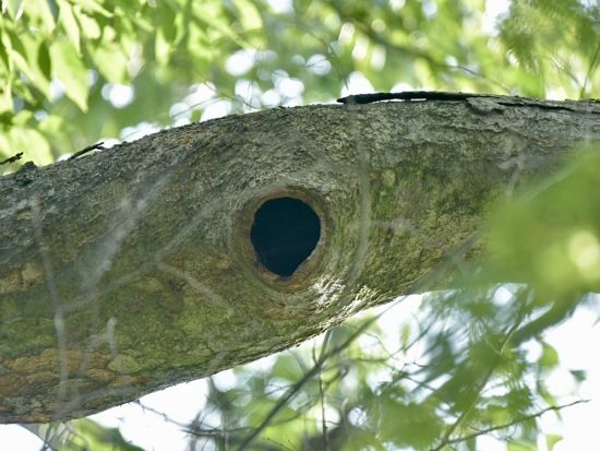 【東京 高尾山】ムササビナイトハイク 野生動物と触れ合う夜の冒険！写真撮影付き 子供のみの参加OK＜約3時間／最大8名／英語ガイドあり＞
