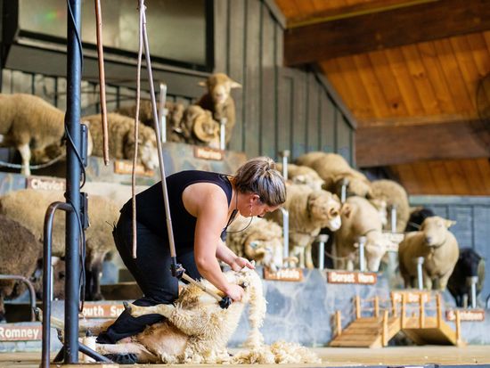 Agrodome2023_imagery-6