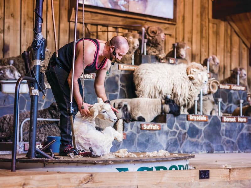 Agrodome Farm show presenter sheep shearing (Hero 6007) - Large