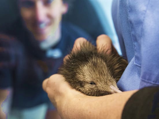 ナショナル キウイ ハッチェリー（National Kiwi Hatchery）見学ツアー　ニュージランドの国鳥キウイを専門家がご紹介！＜英語／ロトルア＞