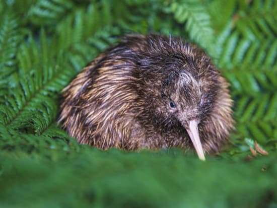 ナショナル キウイ ハッチェリー（National Kiwi Hatchery）見学ツアー　ニュージランドの国鳥キウイを専門家がご紹介！＜英語／ロトルア＞