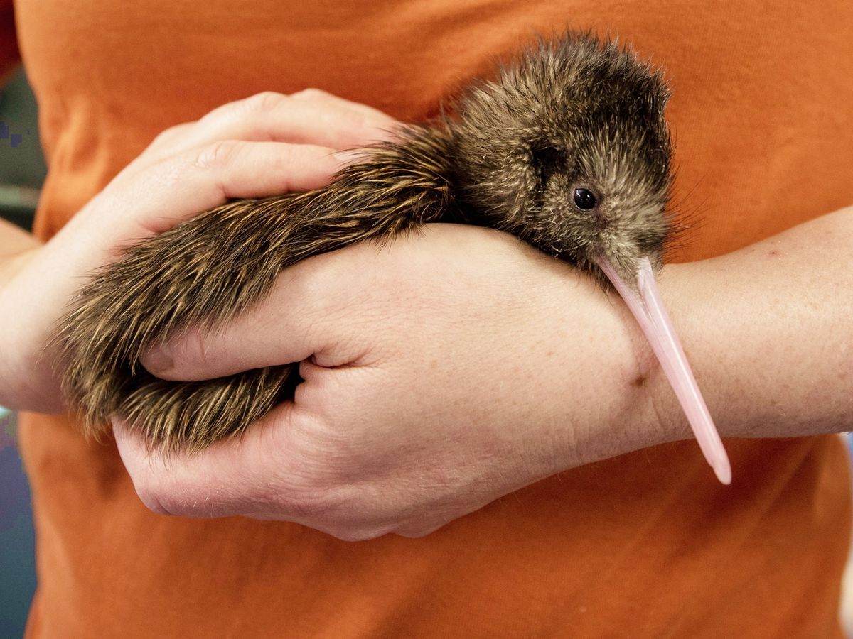ナショナル キウイ ハッチェリー（National Kiwi Hatchery）見学