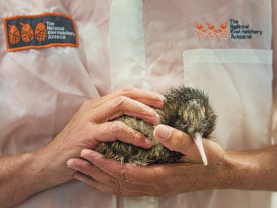 ナショナル キウイ ハッチェリー（National Kiwi Hatchery）見学ツアー　ニュージランドの国鳥キウイを専門家がご紹介！＜英語／ロトルア＞