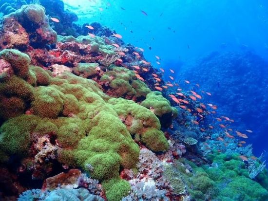 PADIオープンウォーターダイバー講習 事前eラーニング学習＋2日間の海洋講習でダイビングスキルを身につける＜那覇市内送迎付き／2日間＞