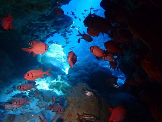 PADIオープンウォーターダイバー講習 事前eラーニング学習＋2日間の海洋講習でダイビングスキルを身につける＜那覇市内送迎付き／2日間＞