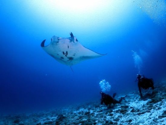 PADIオープンウォーターダイバー講習 事前eラーニング学習＋2日間の海洋講習でダイビングスキルを身につける＜那覇市内送迎付き／2日間＞