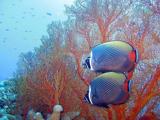 体験ダイビング ラチャノイ島＋ラチャヤイ島 家族やグループでの参加におすすめ！＜ボート／2ダイブ＞by ほうぼう屋