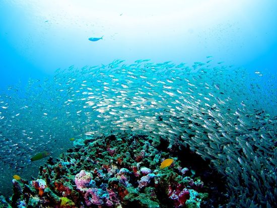 体験ダイビング ラチャノイ島＋ラチャヤイ島 家族やグループでの参加におすすめ！＜ボート／2ダイブ＞by ほうぼう屋