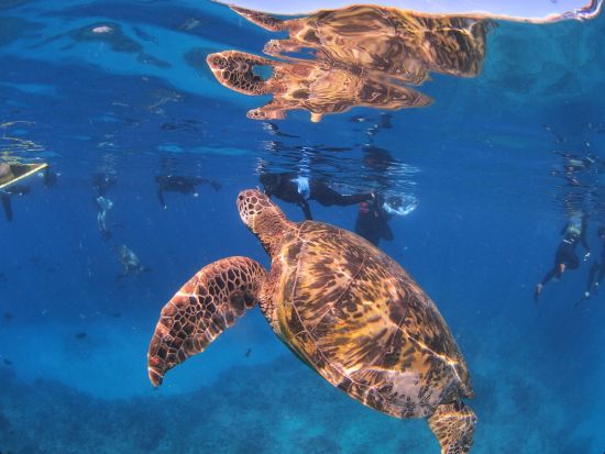 ウミガメシュノーケリング　少人数制＆日本語インストラクターがサポートで安心！水中写真付き　ワイキキ送迎可＜3時間／ケワロ港発＞by アロハナダイバーズ