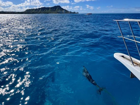 ウミガメシュノーケリング　少人数制＆日本語インストラクターがサポートで安心！水中写真付き　ワイキキ送迎可＜3時間／ケワロ港発＞by アロハナダイバーズ