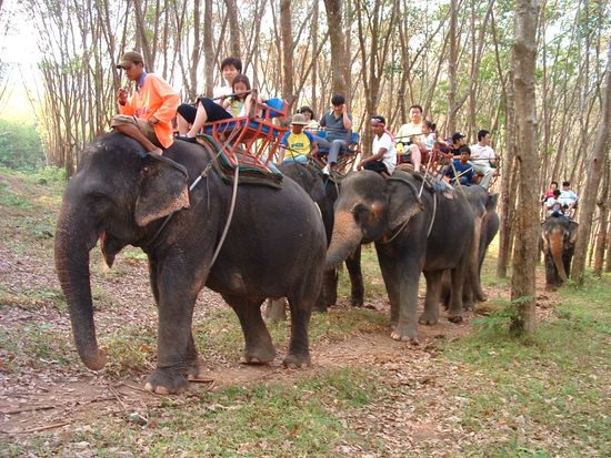 Elephant Trekking