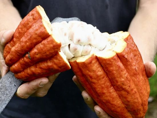 ハワイ島　カカオ農園見学ツアー　最大10種類のチョコレートやトロピカルフルーツ、カカオの実などの試食付き！＜午前／半日／英語ガイド＞