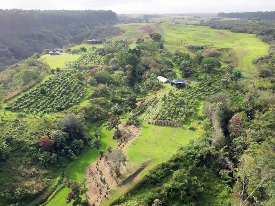 ハワイ島　カカオ農園見学ツアー　最大10種類のチョコレートやトロピカルフルーツ、カカオの実などの試食付き！＜午前／半日／英語ガイド＞