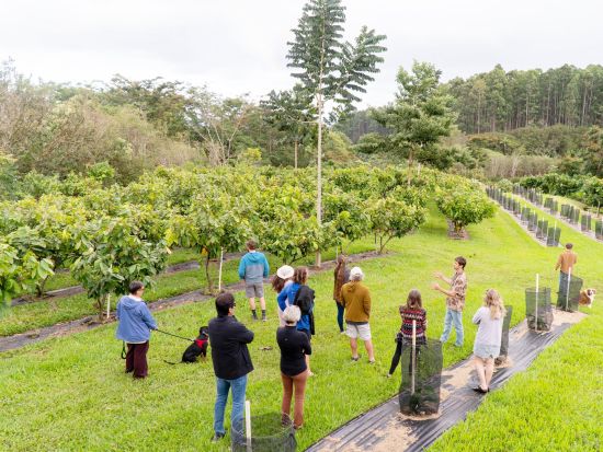 ハワイ島　カカオ農園見学ツアー　最大10種類のチョコレートやトロピカルフルーツ、カカオの実などの試食付き！＜午前／半日／英語ガイド＞