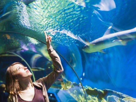 ハルガダ・グランド水族館 送迎付きツアー　1,200匹を超える海洋生物やギャラリー展示を楽しむ！＜英語／ハルガダ発＞