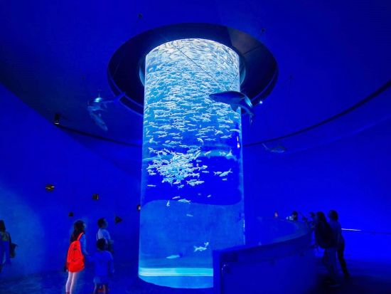ハルガダ・グランド水族館 送迎付きツアー　1,200匹を超える海洋生物やギャラリー展示を楽しむ！＜英語／ハルガダ発＞