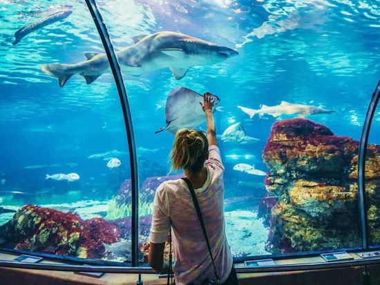 ハルガダ・グランド水族館 送迎付きツアー　1,200匹を超える海洋生物やギャラリー展示を楽しむ！＜英語／ハルガダ発＞