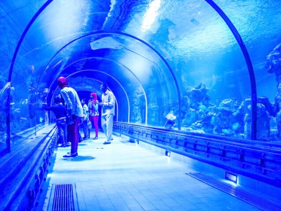 ハルガダ・グランド水族館 送迎付きツアー　1,200匹を超える海洋生物やギャラリー展示を楽しむ！＜英語／ハルガダ発＞