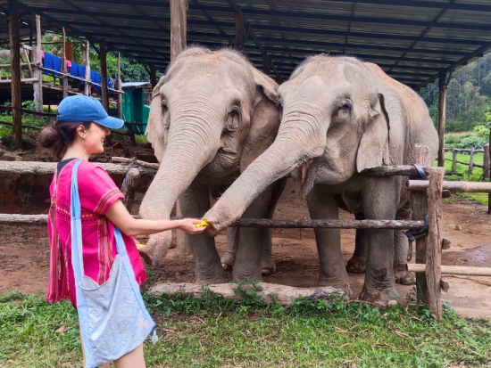 【チェンマイ発】ドイ・インタノン山ハイキング＆象とふれあうエコツアー ジョイ・エレファント・サンクチュアリ ＜英語ガイド／1日／昼食付き／ホテル往復送迎＞