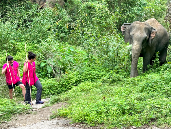 【チェンマイ発】象とふれあうエコツアー ジョイ・エレファント・サンクチュアリ ＜英語ガイド／半日または1日／食事付き／ホテル往復送迎＞