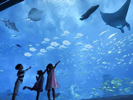 ハルガダ・グランド水族館 送迎付きツアー　1,200匹を超える海洋生物やギャラリー展示を楽しむ！＜英語／ハルガダ発＞