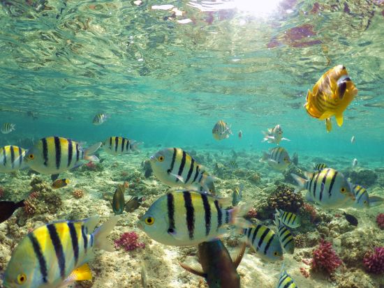 シー スコープ半潜水艦ツアー　海面下3メートルの展望デッキから紅海の水中世界を観賞＋シュノーケリングも体験できる！＜英語／ハルガダ発＞