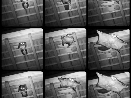 【東京 高尾山】ムササビナイトハイク 野生動物と触れ合う夜の冒険！写真撮影付き 子供のみの参加OK＜約3時間／最大8名／英語ガイドあり＞