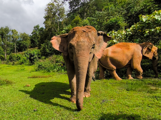 【チェンマイ発】ドイ・ステープ寺院で朝日鑑賞＆象とふれあうエコツアー ジョイ・エレファント・サンクチュアリ ＜英語ガイド／1日／朝食＆昼食付き／ホテル往復送迎＞