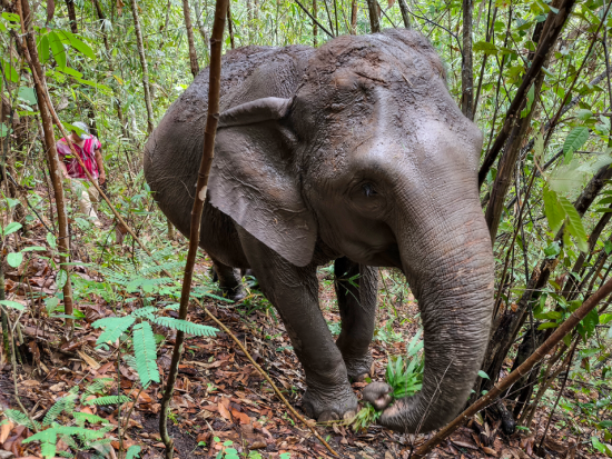 【チェンマイ発】ドイ・インタノン山ハイキング＆象とふれあうエコツアー ジョイ・エレファント・サンクチュアリ ＜英語ガイド／1日／昼食付き／ホテル往復送迎＞