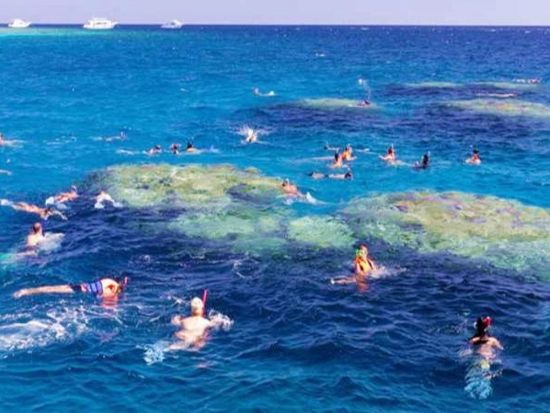 ラス・モハメッド国立公園 シュノーケリングツアー　世界有数のシュノーケリングポイントで海中探索 ＜英語ガイド／シャルム・エル・シェイク発＞