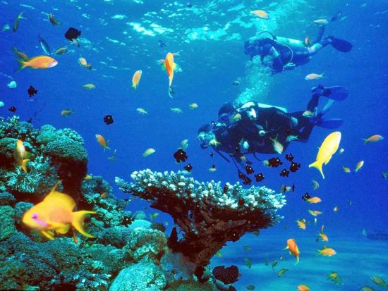 ラス・モハメッド国立公園 シュノーケリングツアー　世界有数のシュノーケリングポイントで海中探索 ＜英語ガイド／シャルム・エル・シェイク発＞
