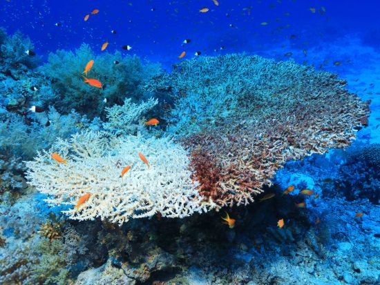 シー スコープ半潜水艦ツアー　海面下3メートルの展望デッキから紅海の水中世界を観賞＋シュノーケリングも体験できる！＜英語／ハルガダ発＞