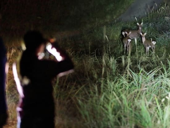 富良野夜の自然ツアー 自然の壮大さと静寂の中でリフレッシュしながら野生動物や星空の観賞を楽しむコース＜2時間／9月・10月／富良野市＞