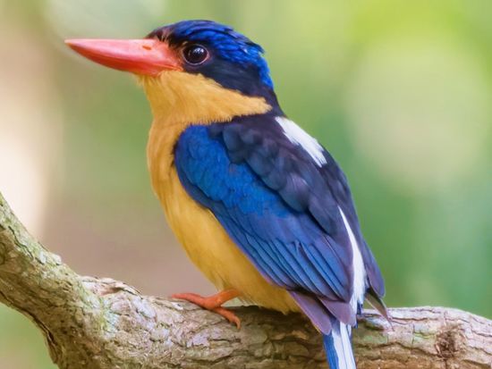 Buff-breasted Paradise Kingfisher_ATDW