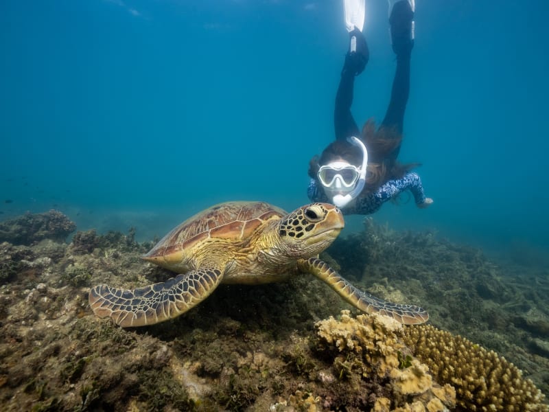 snorkel-fitzroy-island-2